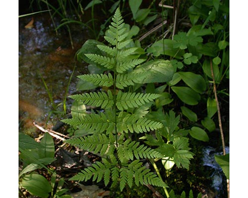 Spinulose woodfern